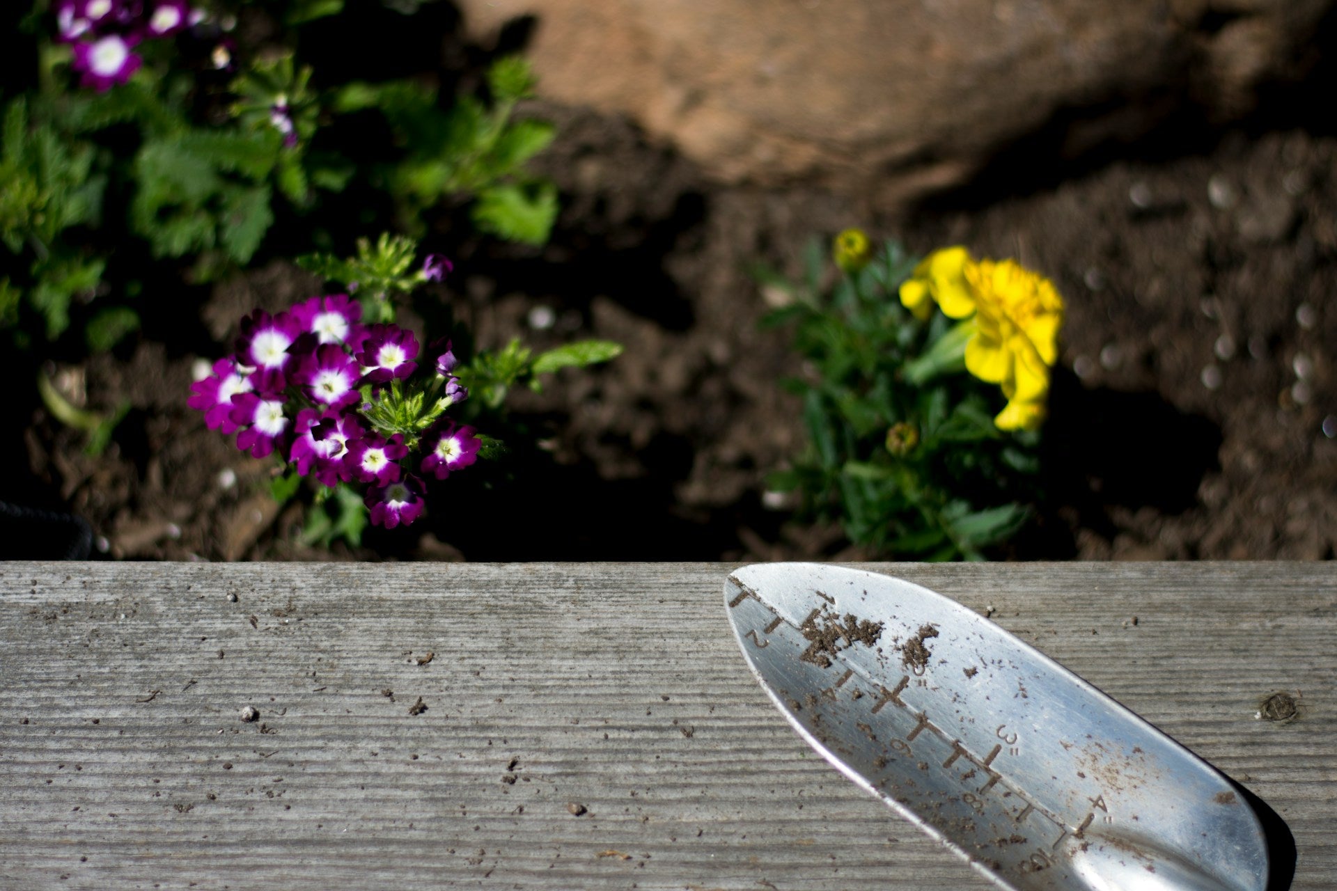 Blooming Beauty: A Guide to Planting Flowers in Nebraska